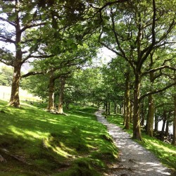 farfromthetrees:  Found this in my phone and now I want it to be #summer again 😭  #personal #trees #buttermere #lakedistrict #cumbria #walk #iphonephotograpy #green #nature #beautiful
