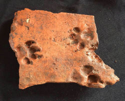 archaeology:  Ancient Puppy Paw Prints Found on Roman Tiles 