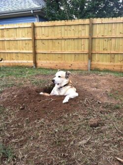 awwww-cute:  He loves digging holes…and then sitting in them and staring at everybody  Lol now that is one happy and chilled out dog his work is done and now he&rsquo;s going to enjoy the fruits of his labour :)
