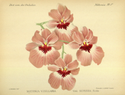 nemfrog:Plate I. Miltonia vexillaria. Dictionnaire iconographique des orchidees, genre miltonia. 1896. 