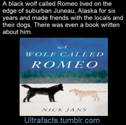 ultrafacts:    How a Wolf Named Romeo Won Hearts in an Alaska Suburb It’s one thing to have a tolerant meeting with a wild wolf that goes on for a matter of minutes. But this went on for six years.   “The amazing thing about this animal was how relatively