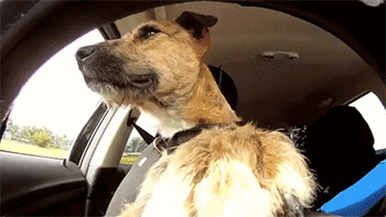 grkid:  regalasfuck:  sizvideos:  Meet Porter. The World’s First Driving Dog. - Video  lets see that mothafucka parallel park  drives better than most people in tampa 