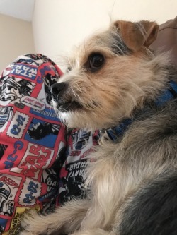 This is Obi! He’s a chihuahua / yorkie mix and hes named after Obi Wan Kenobi.(allysparkling)an expressive doggo, he sneers but he also looks at you with love