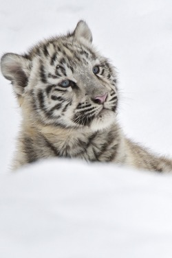 R2D2:  White Tiger Cub in Snow by (Josef