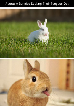 savybarra:  tastefullyoffensive:  Bunnies Sticking Their Tongues Out [boredpanda]Previously: Bears Doing Human Things   limitless-fuck