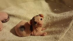 kidcrimefighter:iflyastarship:picklepies:awwww-cute:12 day old Sphynx kittentoo precious for this world  I can’t. it’s just a cute wrinkle trying its best