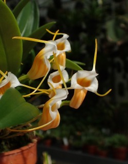 orchid-a-day:  Masdevallia fuchsiiFebruary 7, 2019 