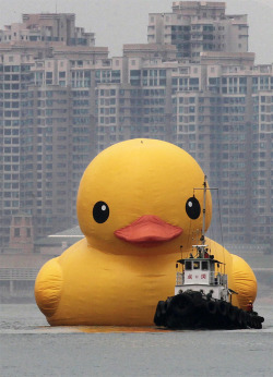 itscolossal:  The World’s Largest Rubber Duck Arrives in Hong Kong 