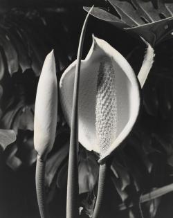 poetryconcrete: Flowering Monstera, photography by Max Dupain, (c. 1970). 
