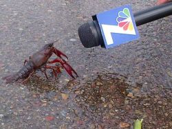 zomey:  craigslistdad: and that’s when it came up and swallowed me millionth dollar   I appreciate the Spongebob reference but Mr. Krabs was a crab…Clearly this is Larry the lobsters concerned cousin, Carl the Crawdad, speaking out against the misuse