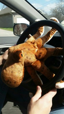 She bought daddy a stuffy. His name is Curly and he likes to drive😊😊😊🐙