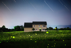 archatlas:  Fireflies Each year, Tivoli, New York photographer Pete Mauney awaits the arrival of the fireflies, and for about three weeks each summer, the bioluminescent insects settle beneath the moonlight around his house on quiet evenings. He shoots