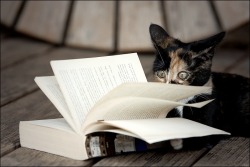 kittenskittenskittens: reading The kitty looks so fascinated by the pages of the book. Wonder what the kitty is reading? :]