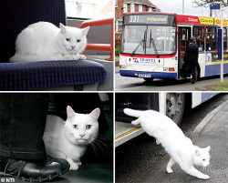 Fuckyeahstrangefinds:  Mystery Cat Takes Regular Bus To The Shops Bus Drivers Have