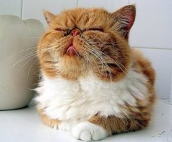 savethekitties: glamourcats: Found Garfield, hes still busy being