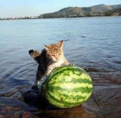 hidesawell: This cat is on a mission. A very