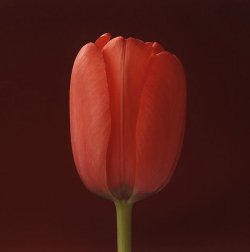 tulip photo by Robert Mapplethorpe, 1988