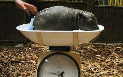 secondstar05:   randomyesusefulno:   A pygmy hippo being weighed on a scale     Aiyeeeeeeeee &lt;3333