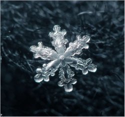sanamivera:  vasta:  Over on Vision02, some remarkable close-up photos of snowflakes and their gorgeous shapes and patterns. We’re expecting a pretty massive snowstorm to hit DC tonight and tomorrow (massive by DC standards, that is, about 8-10 inches)