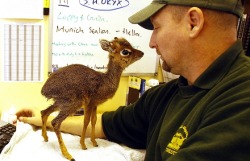 IT&rsquo;S CALLED A DIK-DIK. I WANT A BUNCH OF DIK-DIKS. SORRY, I HAD TO SAY IT.