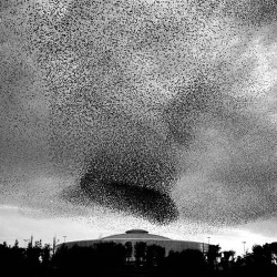 mechamorgan:  Turns out that I’ve seen Richard Barnes’ work before! His series ‘Murmurs’ on the formations of Starlings over Rome are amazing, you should really all go check them out.  Terrifying and amazing