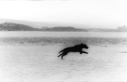 Hunden photo by Hideo Matsumoto, 1996