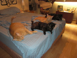 Kittenskittenskittens:  These Are My Four Cats. I Took Them All Home From The Streets