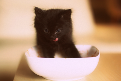 I want a kittennnnnnn!