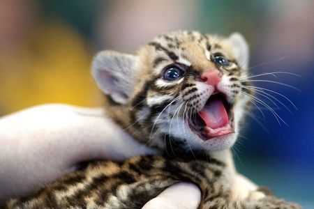 Fuck Savannah Cats. I&rsquo;ve always wanted one of these instead. 20 useless