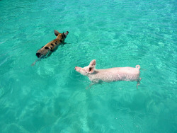 Sherry:  Pig Beach Let’s Forget About All This Relationship Drama And Focus On