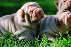 fuckyeahdogs:   heartbeatatmyfeet:   Wrinkly Pups (by matthew_i_aldous)     THIS IS ME RIGHT NOW. EXCEPT I&rsquo;M NOT WRINKLY. I&rsquo;M VERY, VERY PLEASED.