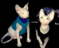 (via kris10mo) My naked cat is going to be sooo fashionable.  Fabulous black sweaters with decalled shoulder pads and shit.  I can&rsquo;t even.