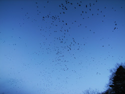 Flock of Birds Taken somewhere in Scotland.