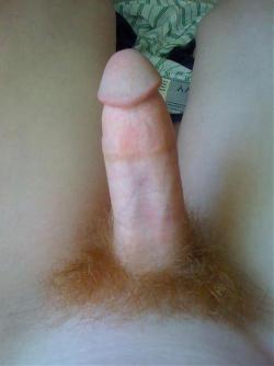 thatryguy:  happyhank74:  largermen:  THANKS for the image, pal! PLEASE SUBMIT YOUR IMAGES OF GINGER MEN TO ME GREAT looking penis.  One of the most perfect pics of ginger manhood I’ve seen.  I just wanna eat it up.