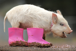 kari-shma:  Polly the piglet, in pink boots, is the new resident pig at Edgar’s Mission in Willowmavin, Melbourne, Australia 