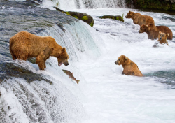 kari-shma:  Brown bears congregate at the Brooks River in Katmai National Park for their annual feast of river salmon. Photographer, Michael Nolan, travelled to Alaska this July to capture the feeding frenzy Click through for the gallery. The rest of
