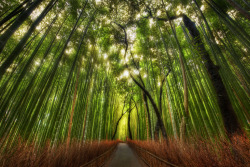 landscapelifescape:  The Bamboo Forest, Kyoto,