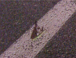 Crazy stalkin ass praying mantis
