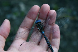 treeswithoutleaves:  i did an extra credit project in grade 2 after i had mono on dragonflies. they’re pretty. 