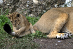 Allcreatures:  One Of The Four Cubs Of The Indian Lioness Joy Plays The Tail Of Its