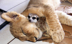 mabelmoments:   Marcel Tournier’s pet meerkat Bob cuddles up with Zinzi the lioness at the family home near Sun City, South Africa. It could be straight out of Disney’s film The Lion King but this lion cub and meerkat cuddling up to each other is