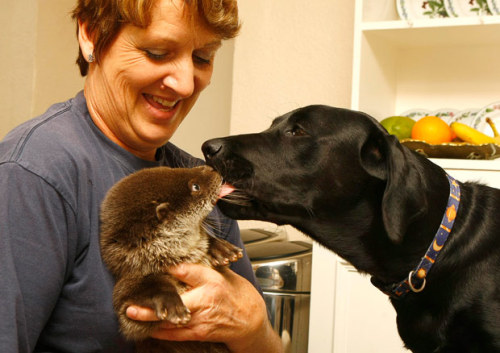 mabelmoments:   Pauline Kidner with Garaint the otter and Mollie the black Labrador at home in Highbridge, Somerset. Secret World Wildlife Rescue are rehabilitating Garaint, who was found on a building site, and hopefully he will be released back into