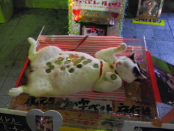 strikercorbie:  g8dtier:  avodaco:  me when i get my student loan  this is the money cat. reblog in 30 seconds and you will find yourself with more wealth  #this is the only money cat i will reblog because it’s actually doing the manekineko pose151,646
