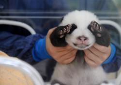 First I get RyoYo, then I get Cozart, then I get Cozart and Giotto being adorbs, then I get the relief of knowing Chrome&rsquo;s not been raped yet thank god, and now I get A BABY PANDA?! This day is turning out awesome.