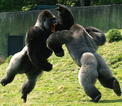 emmabailey:  lifeslittle:  faggotbrigade:  whatisfuckyou:  intense  YEAH.  BATTLE!   FUCK THIS! Thats terrifying! I hate gorillas!    Does this remind anyone else of Kevin Hart&rsquo;s experience @ the zoo? Lol