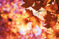 shelbysdreams:  love love love the fall time!