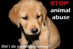 feelingyoungandreckless:mlsaunders:   Animal Cruelty. The sad truth is, over 65 billion animals are used, abused, and killed for food, scientific/medical testing, military experimentation, entertainment, clothing, and companionship (i.e. breeding pets).