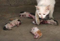 rainismusic:  10funnycupsofpoop:  unfollower:  qurlcalmyotits:  On the 11th within a Kunming Panlong District neighborhood, the four  kittens of an adopted stray cat were abused to death. According to the  family that adopted the stray cat, on the morning