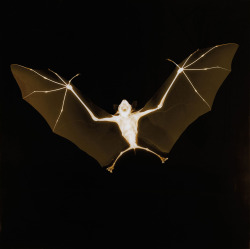 bat by Nick Veasey, 2006