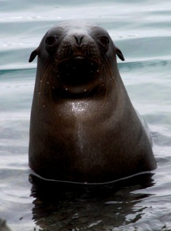 theanimalblog:  Sea Lion in the Galapagos. (Credit To Ben Weber, lifefrommylense) 